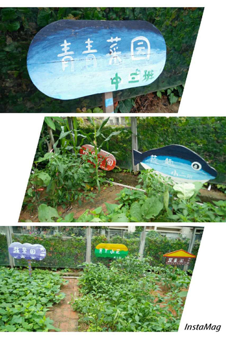 蔬菜乐园(中班）